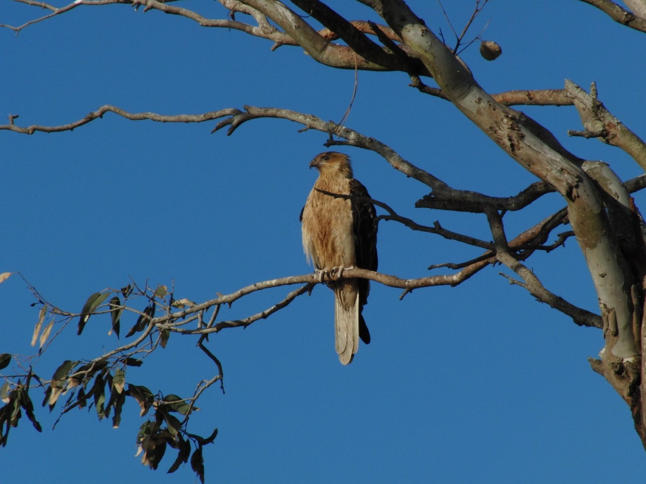 Whistling-Kite-psalmistice_CIMG2560