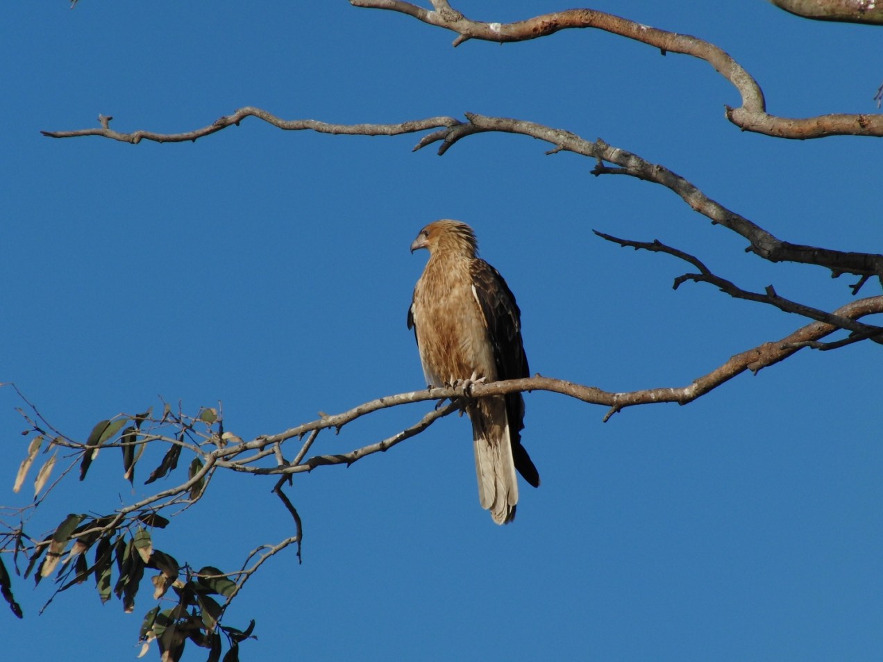Whistling-Kite-psalmistice_CIMG2562
