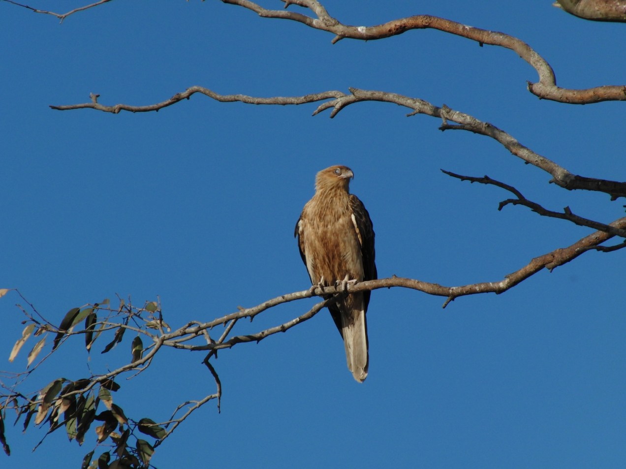 Whistling-Kite-psalmistice_CIMG2564