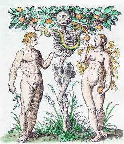 Woodcut by Jost Amman from Jacob Rueff, De conceptu et generatione hominis, Frankfurt, 1587_amcl_emb34