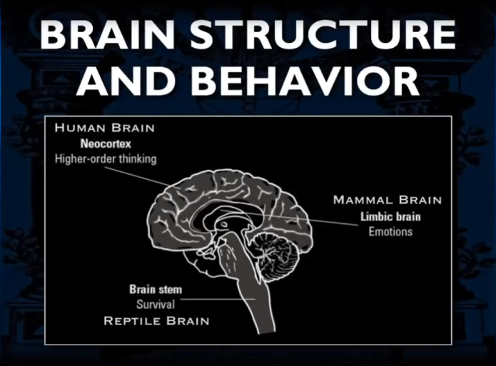 Brain structure and behaviour