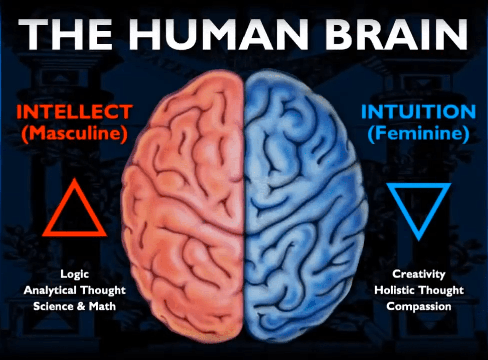L-R M-F brain