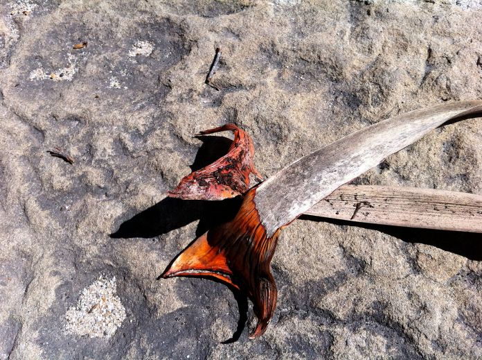 1200px-DracaenaDracoLeaves